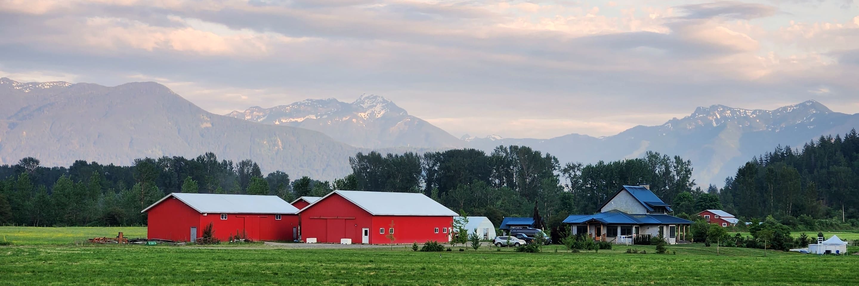 Red barns on a farm in Agassiz in the Fraser Valley, the mountains behind them.