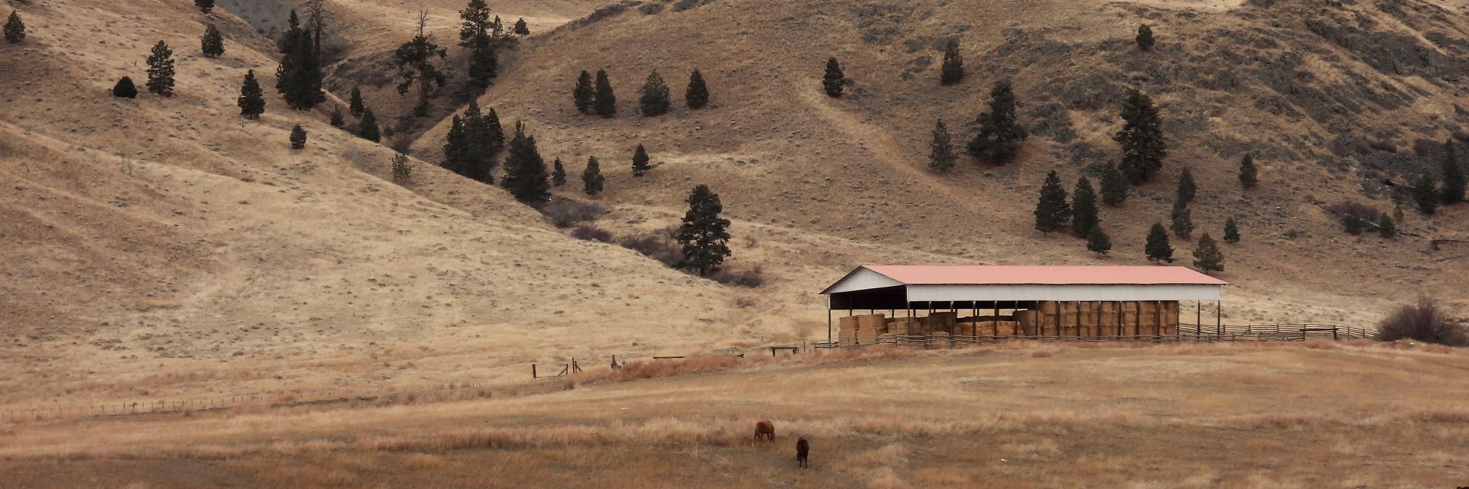 A hay barn and two horses on dry rolling ranch land in the BC interior, pines scattered up the hills.