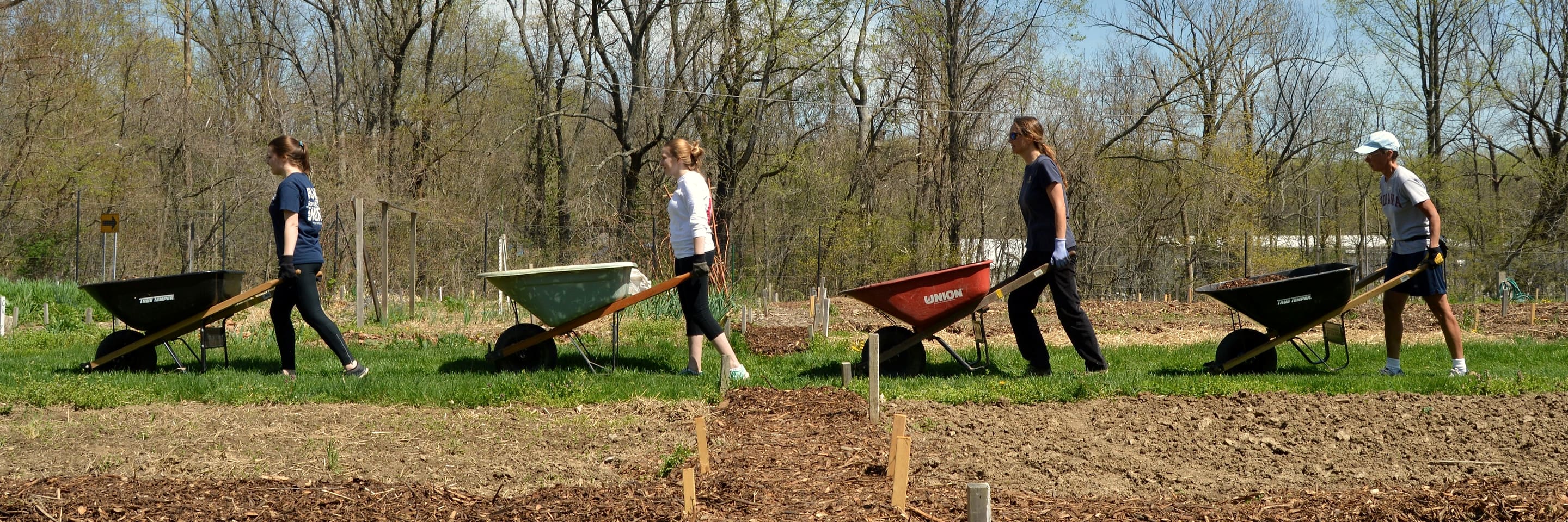 Volunteers wheeling barrows across a community garden plot on a spring morning.