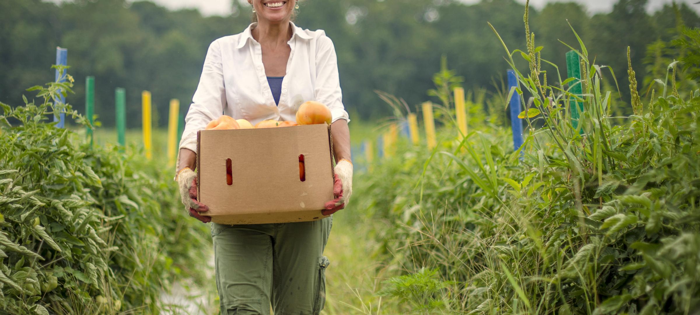 A grower walking a row between overgrown beds, carrying a cardboard box of squash she has just picked.